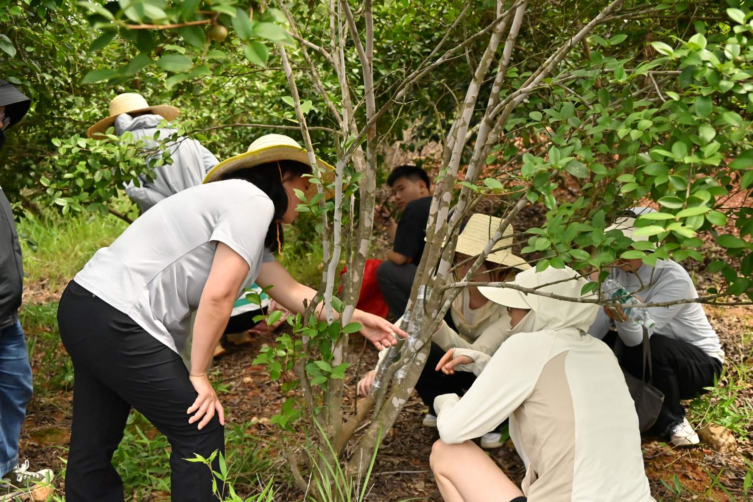 中南林科大博士團赴瀏陽友助村： 科技賦能油茶低改，青春助力產業振興