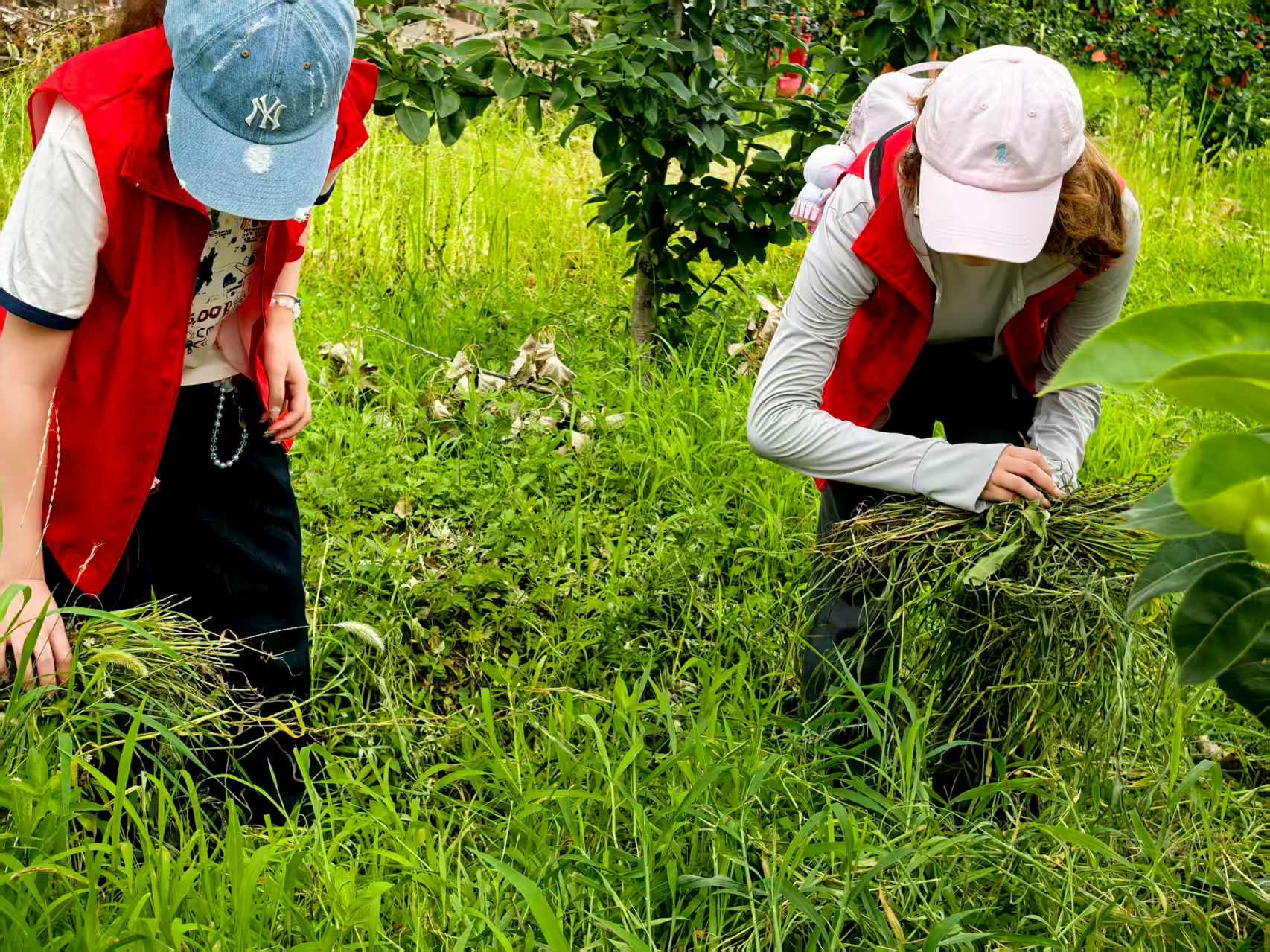 河財(cái)學(xué)子助力鄉(xiāng)村振興 科技賦能龔井村梨園發(fā)展?