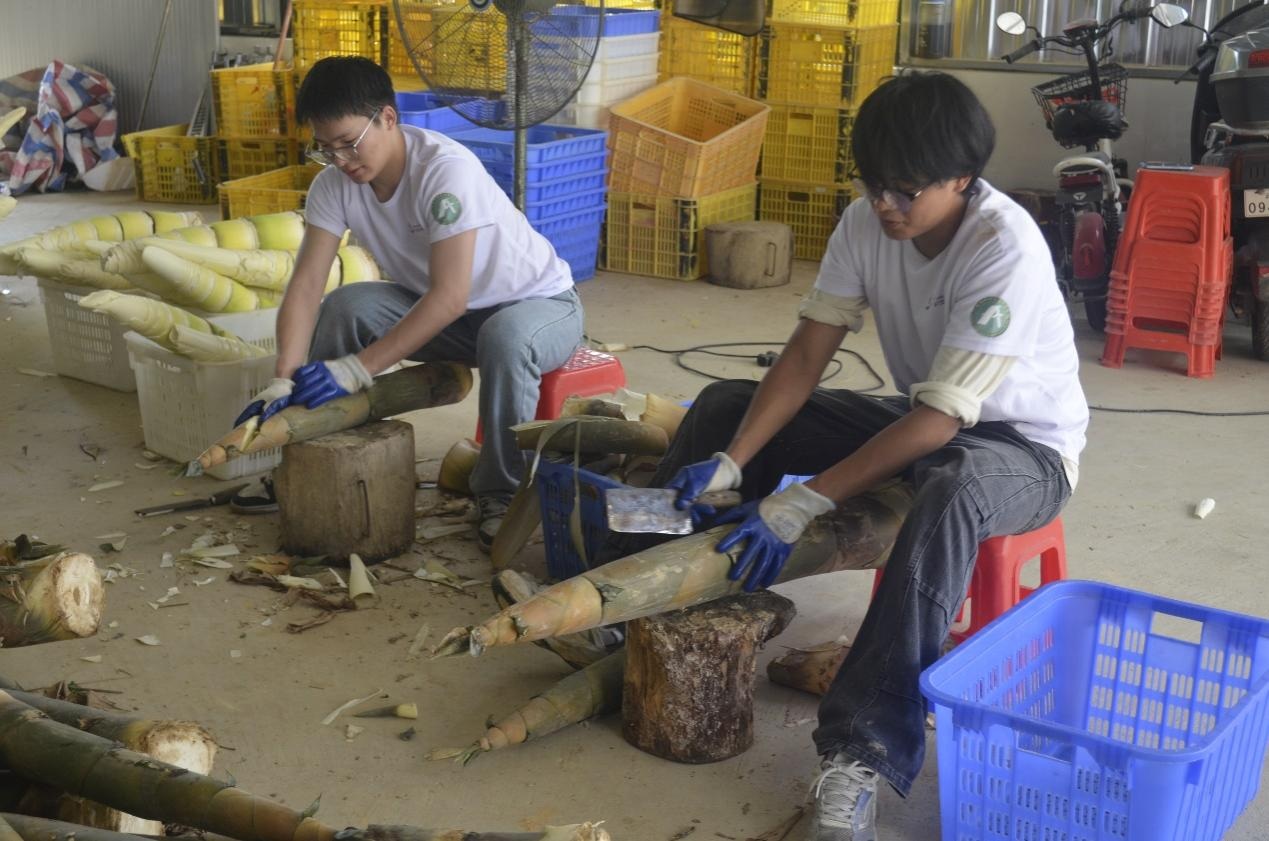 圖為實踐隊員體驗剝筍