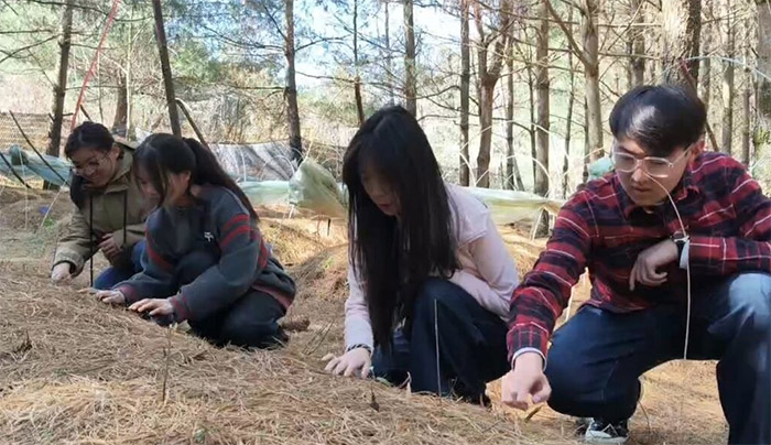 云南財經大學學子三下鄉：走進林下西洋參種植基地 探尋鄉村振興路上的致富“密碼”