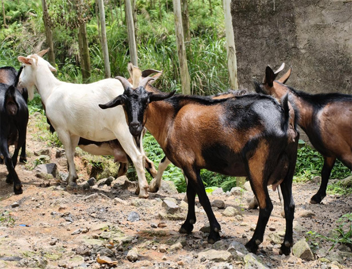 青春腳步踏鄉土：廣外藝百煉興鄉實踐隊解碼清遠黑山羊養殖發展之道