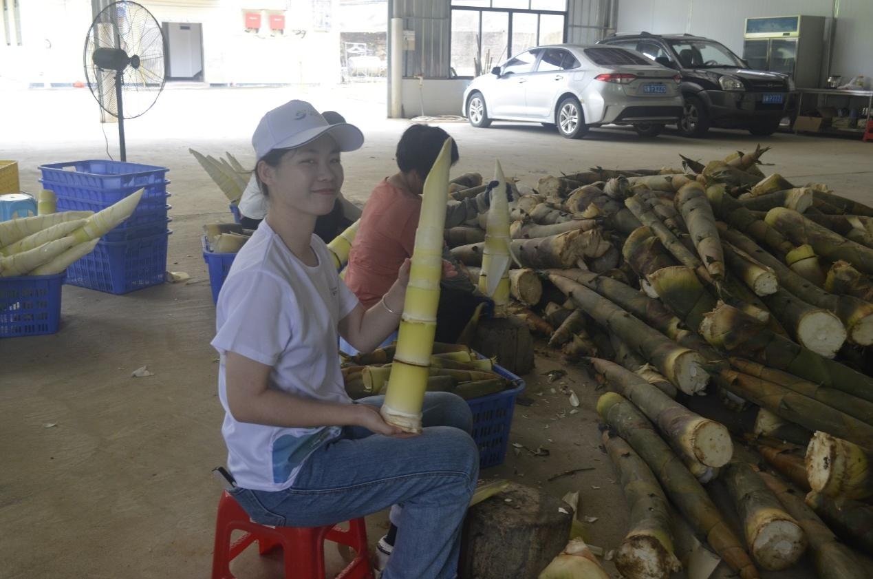 圖為實踐隊員展示麻竹筍剝皮成果