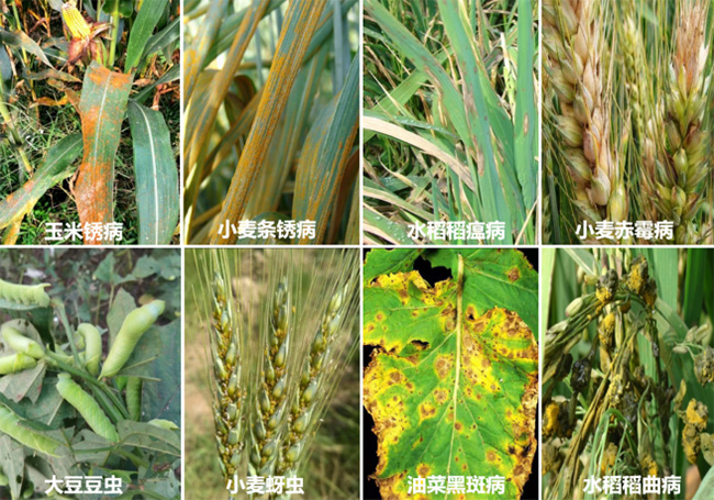 【科技助農(nóng)】——赴宿州六安助力農(nóng)作物病蟲害綠色防控技術(shù)宣講