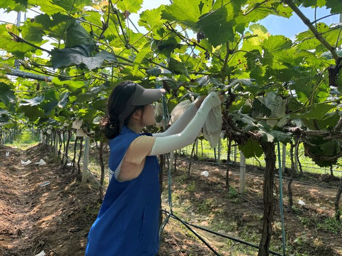 智繪毛畈新圖景，青春賦能助振興——安徽理工大學 “智繪毛畈” 實踐團以實干激活鄉