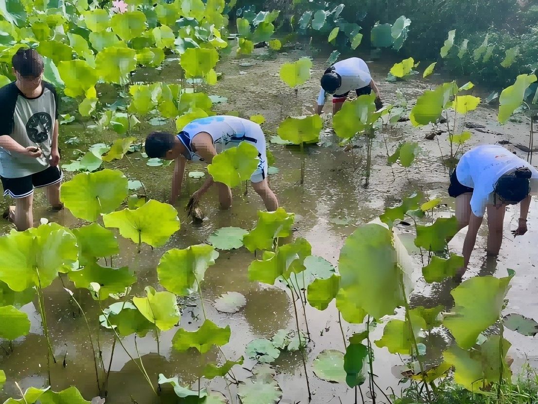 體驗采蓮艱辛，感悟勞動真諦