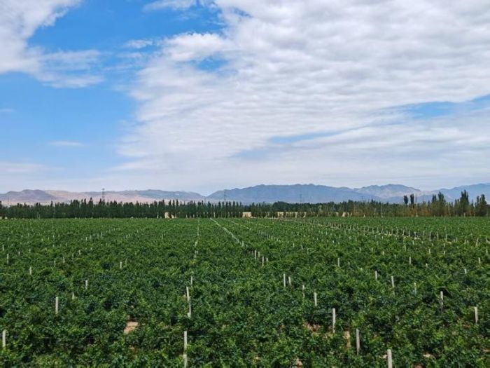 “尋味賀蘭酒脈，耕織塞上富途”實(shí)踐隊(duì)深度調(diào)研寧夏葡萄酒產(chǎn)業(yè)發(fā)展