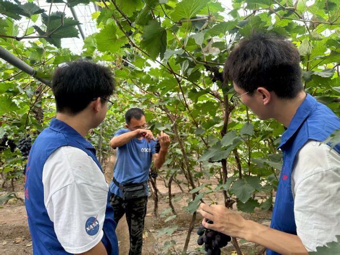 青春深耕葡鄉地，智慧點亮振興路——渤海大學“葡寫青春小分隊”清徐實踐行