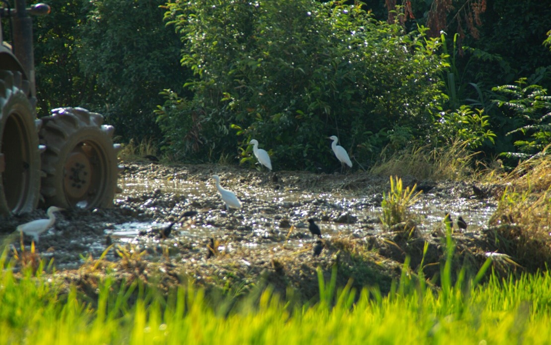 白鷺與農機共舞，田園農耕生態美