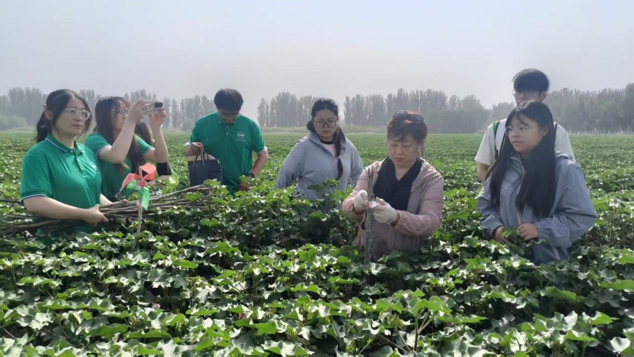 塔里木大學農學院“棉田守護，振興有我”科普服務團深入阿拉爾棉花試驗基地開展實踐研學