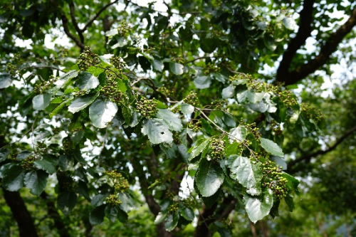 秦巴山醴香愈醇，拐棗金鏈衍萬象