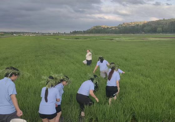 西安培華學院培小文青苗燎原隊：蟹躍稻田掀野趣，影鋪村夜釀溫情；石磨轉醒千年味，青春踏響鄉土聲