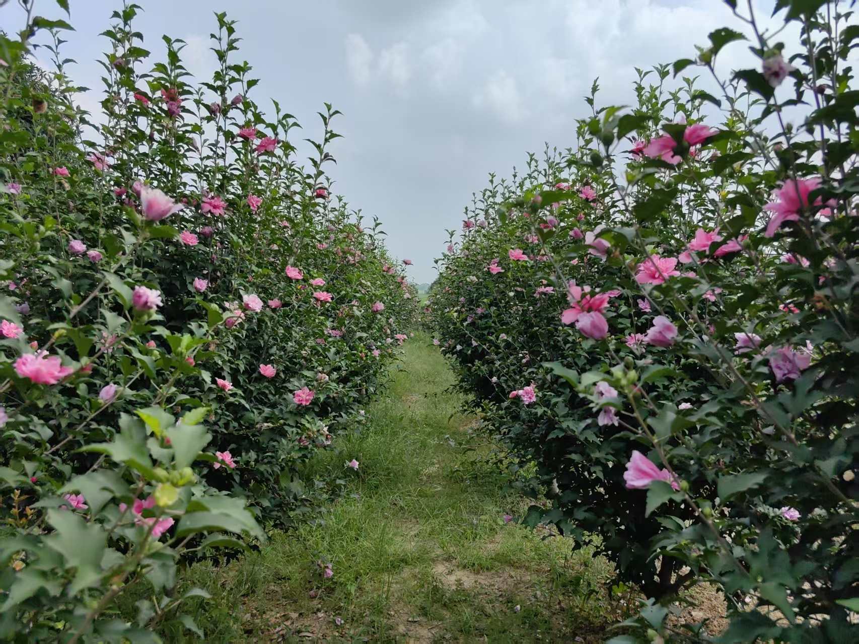 中南林業(yè)科技大學學子“三下鄉(xiāng)”：共謀發(fā)展，“槿”上添花