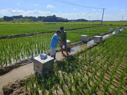 盛稻一夏 科技賦能