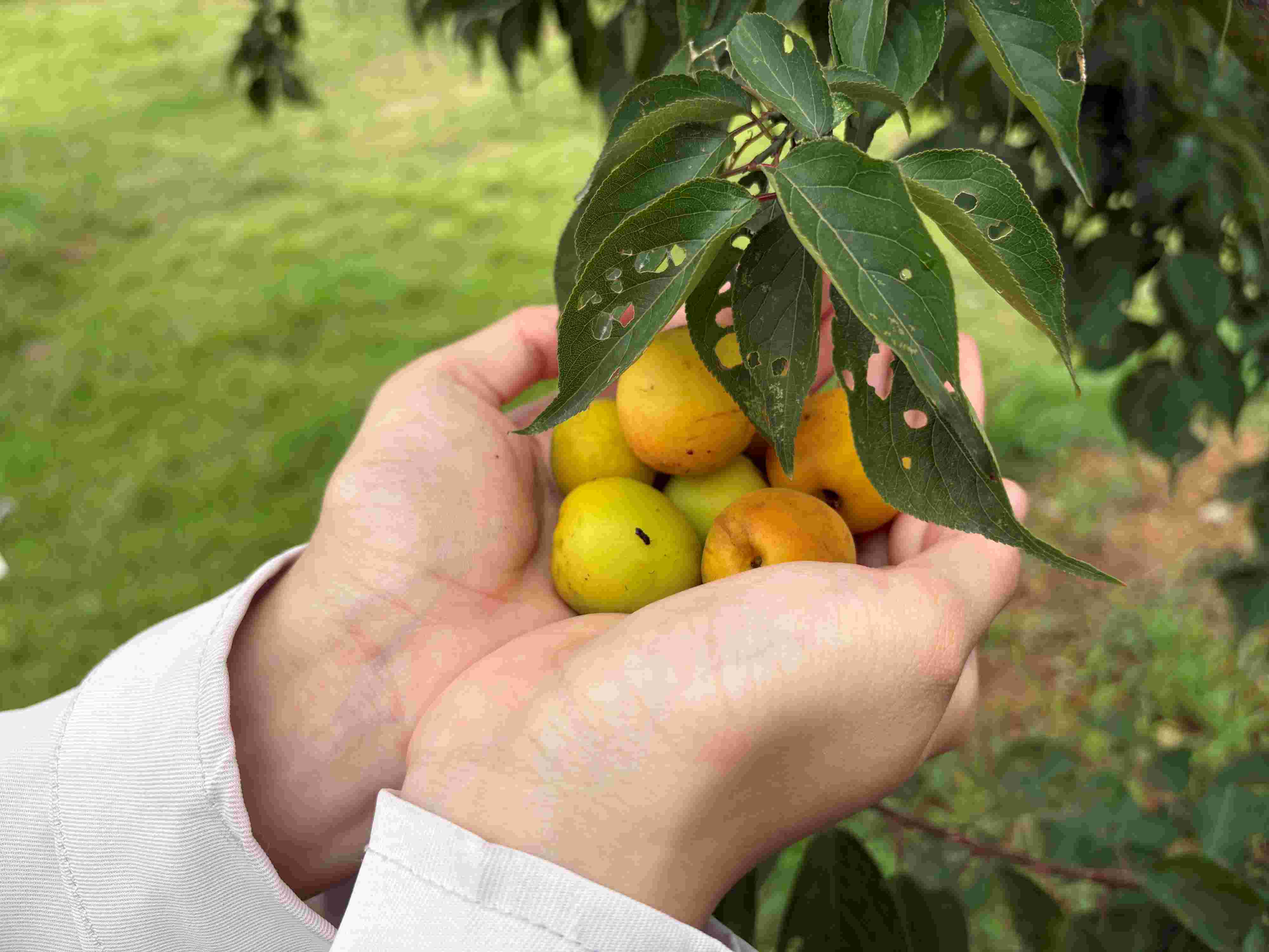 梅鄉振興路，青春數智行