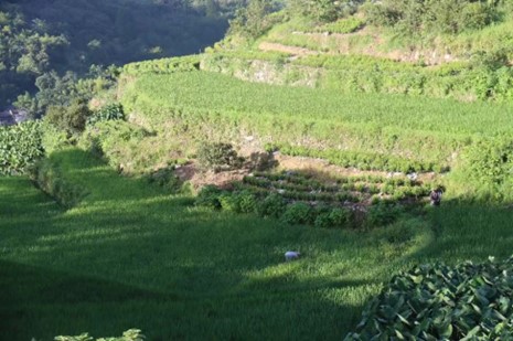 蓮花梯田映青春，生態旅游助發展——浙科大“行走青春·共富南屏” 暑假社會實踐