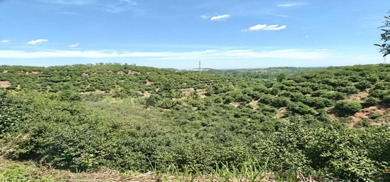 南京財經大學“一皖茶油”隊三下鄉助力金寨茶油產業“點金”升級