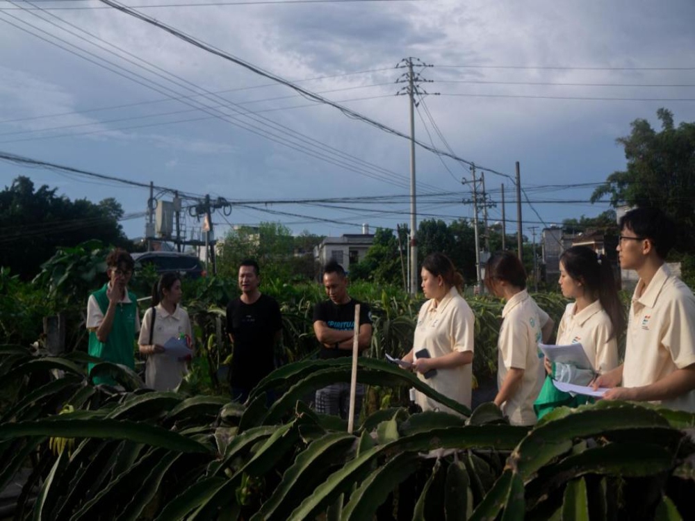 “百里飄香”映日紅，桂工學子勞動體驗助農興