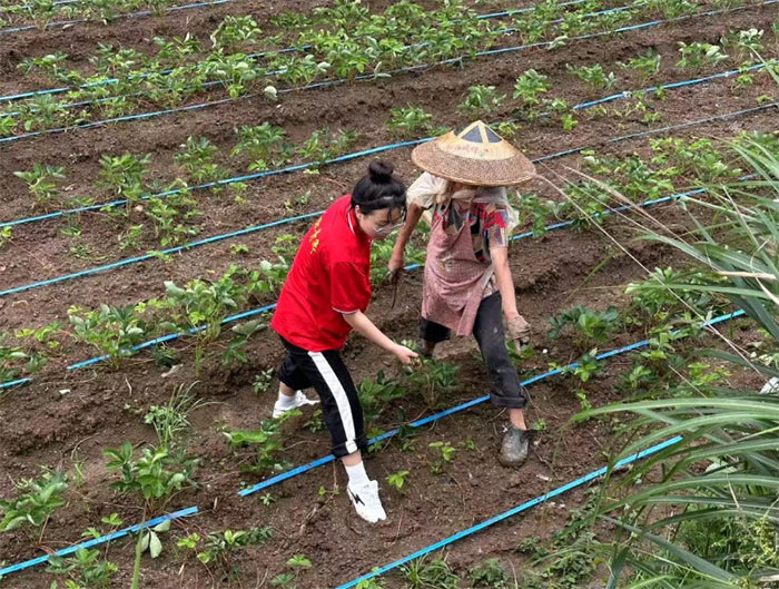 貴州學子三下鄉：躬耕田野助農忙，青春力行護莓香