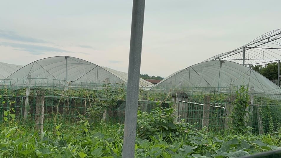 岳池縣石埡鎮張口樓村：鄉村振興的璀璨明珠，展現新農村蝶變之美