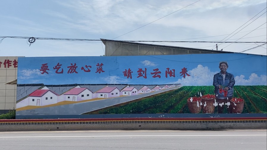 走田間地頭，啟思政新篇|西安理工大學“番茄派”隊社會實踐紀實