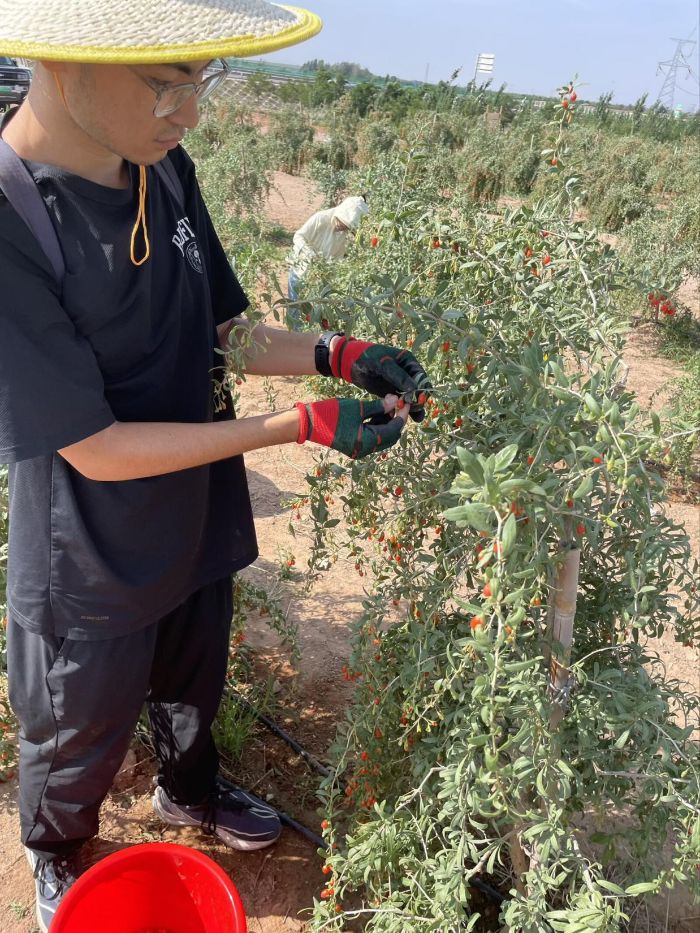 田課育心，杞路傳情：枸杞田里的勞動課與絲綢之路上的文化傳承