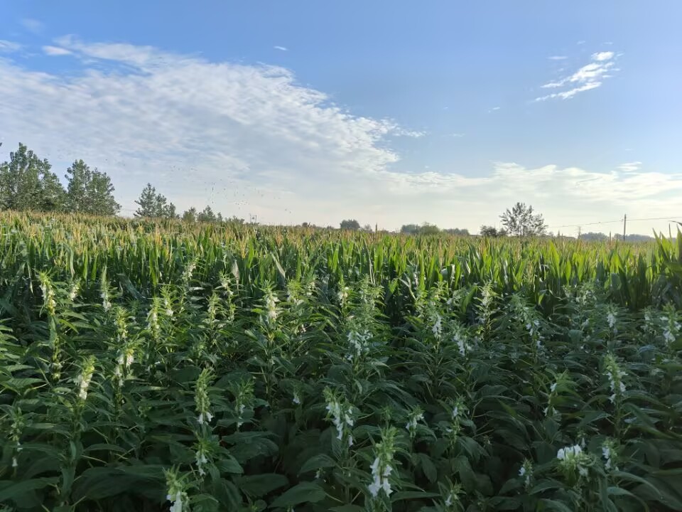 巢湖學院三下鄉白山鎮實踐團——座談共商科技助農策  學子深探鄉村振興路