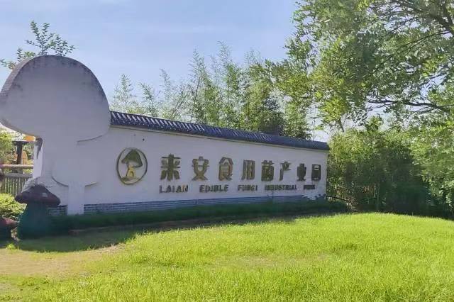 南財學(xué)子探索徐莊特色菌菇產(chǎn)業(yè)升級密碼