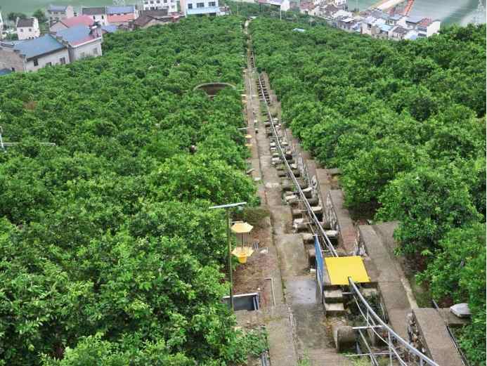 小橙故事實(shí)踐隊(duì)探訪郭家壩鎮(zhèn)煙燈堡村：現(xiàn)代臍橙果園見證科技農(nóng)業(yè)新活力