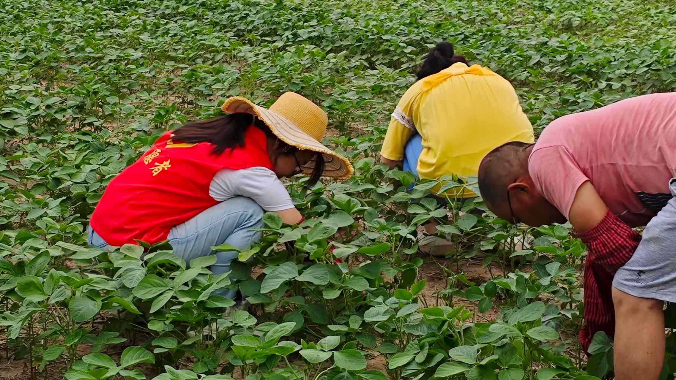 田野里的研修課：淮陰工學院薪火“芯”鄉實踐團赴淮鹽開展數字助農活動