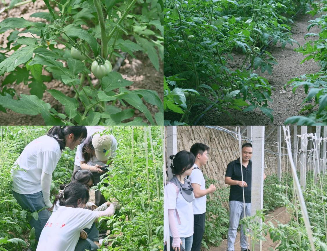 踏訪二龍沃土，探秘番茄暖棚——經(jīng)管學院“潁領(lǐng)風番”團隊  2025年暑期“三下鄉(xiāng)”社會實踐活動（二）