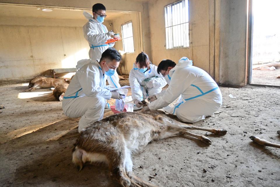 青島農業大學“立竿檢影，以檢護農”調研團深入蒙陰梅花鹿科技小院，助力疫病防控與鄉