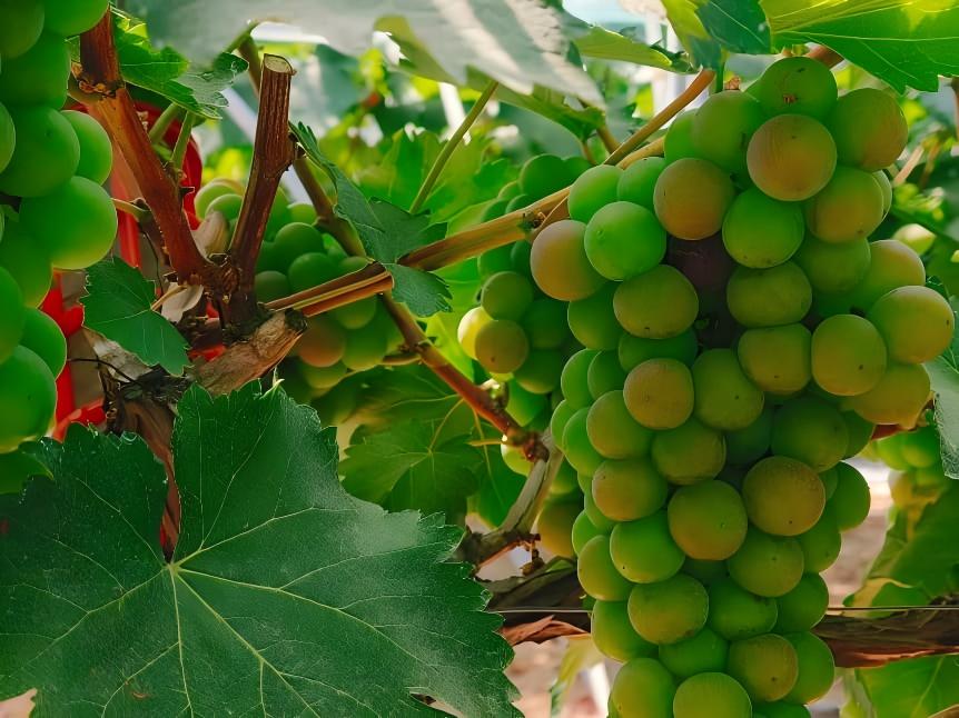 田間地頭問“智”計，調研團赴同大取經