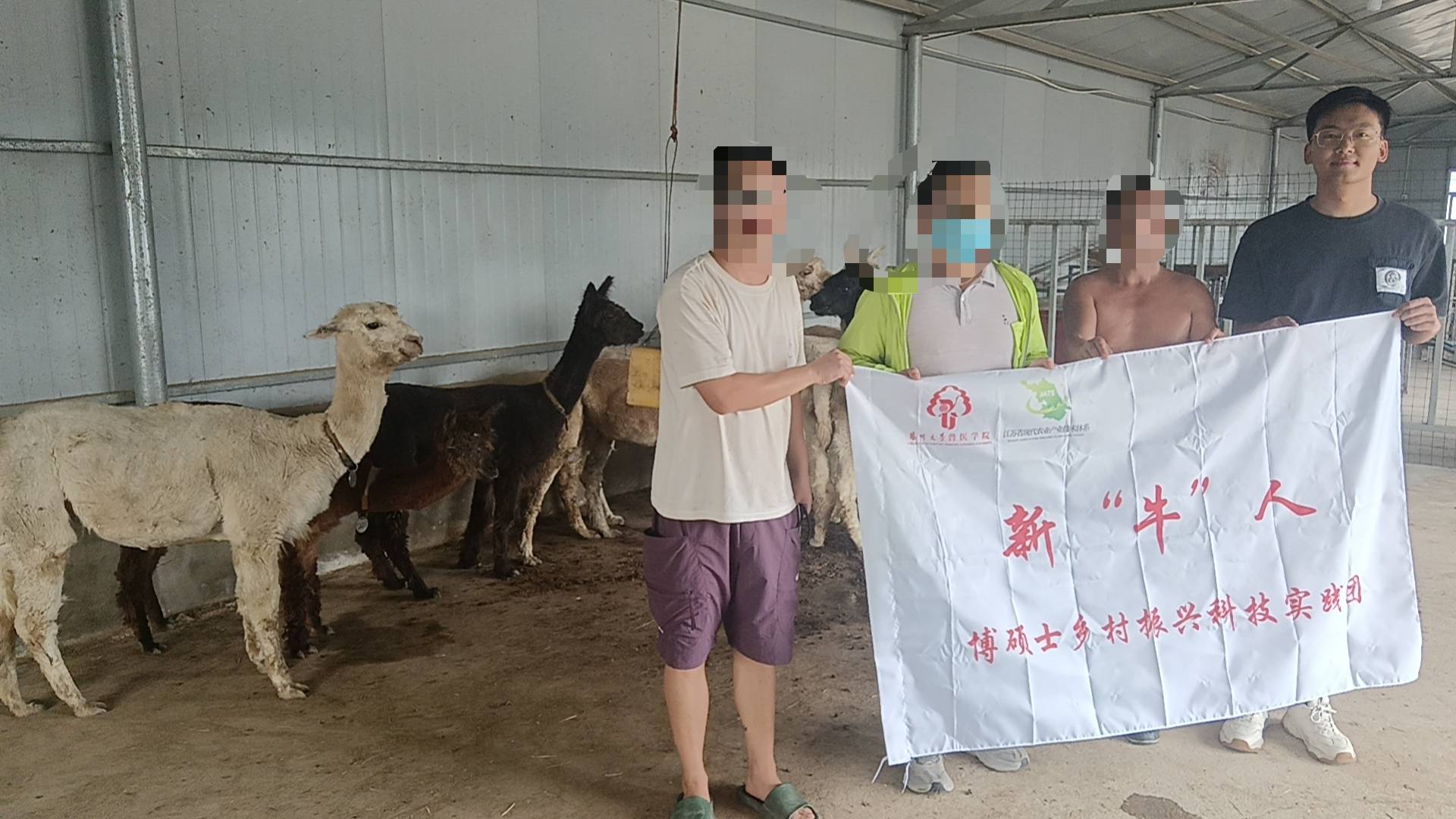 羊駝突發急癥接連死亡 揚大獸醫研究生團隊“急診”解難