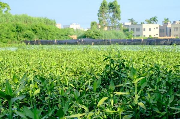 緊跟時代步伐，賡續綠竹未來