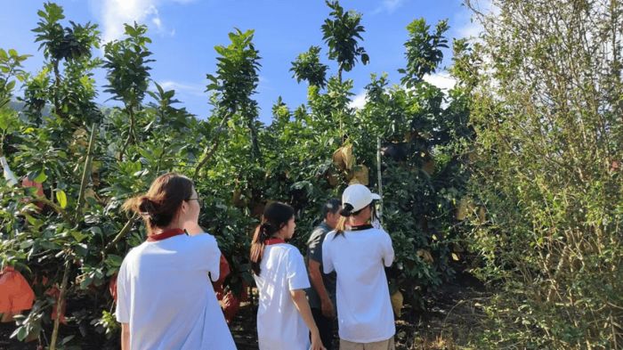 “柚”見科技——廣西師范大學(xué)桂柚領(lǐng)航隊(duì)容縣產(chǎn)業(yè)振興實(shí)踐紀(jì)實(shí)