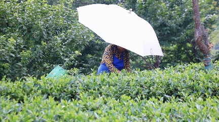 傳承非遺茶韻，賡續(xù)紅色血脈——成都外國(guó)語(yǔ)學(xué)院教體學(xué)子走進(jìn)雅安名山區(qū)