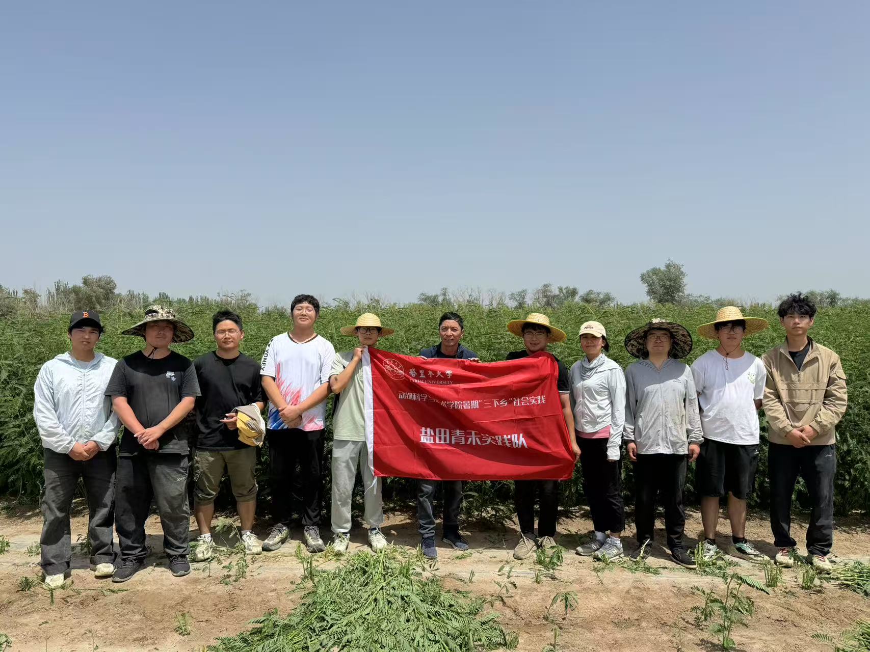 塔里木大學學子暑期實踐：鹽堿地上拓荒，耐鹽飼草助力南疆鄉村振興