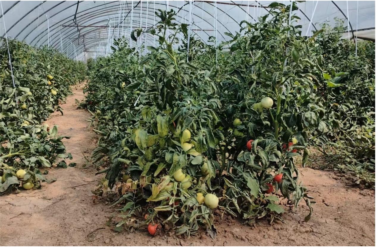 南京財經大學經濟學院“才聚興鄉” 團隊深入重慶調研鄉村CEO發展情況