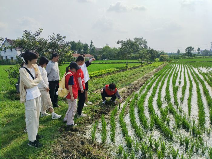 南京農業大學暑期社會實踐：禾下生硒望，稻繪新篇章——皋稻青耘實踐團